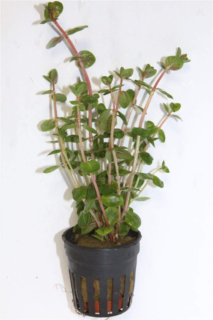 Rotala rotundifolia in pot